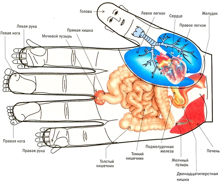 Су джок точки на ладони схема и описание